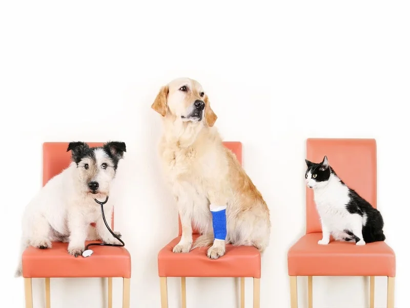 Hamilton Region Emergency Veterinary Clinic