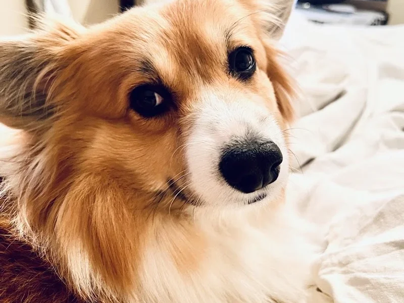 Stone Church Animal Clinic