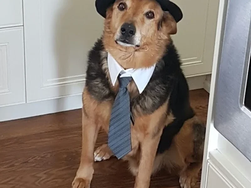 Chedoke Animal Hospital