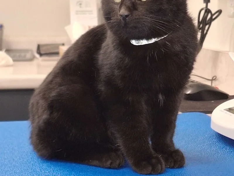 Blue Cross Animal Hospital