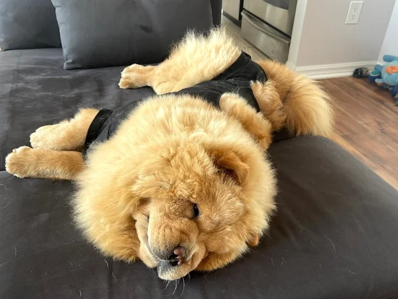 Rockland Veterinary Hospital