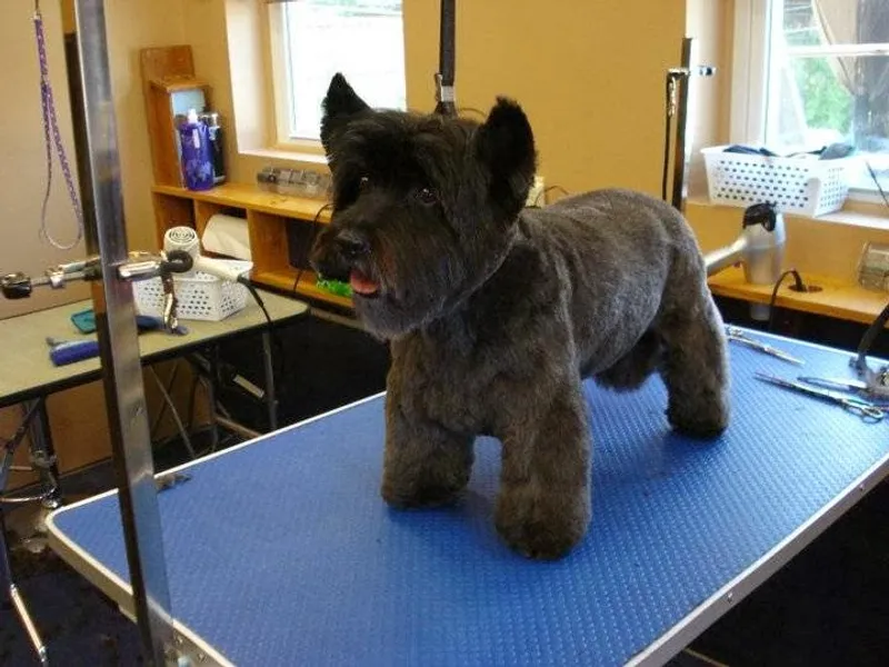 TLC Dog Grooming