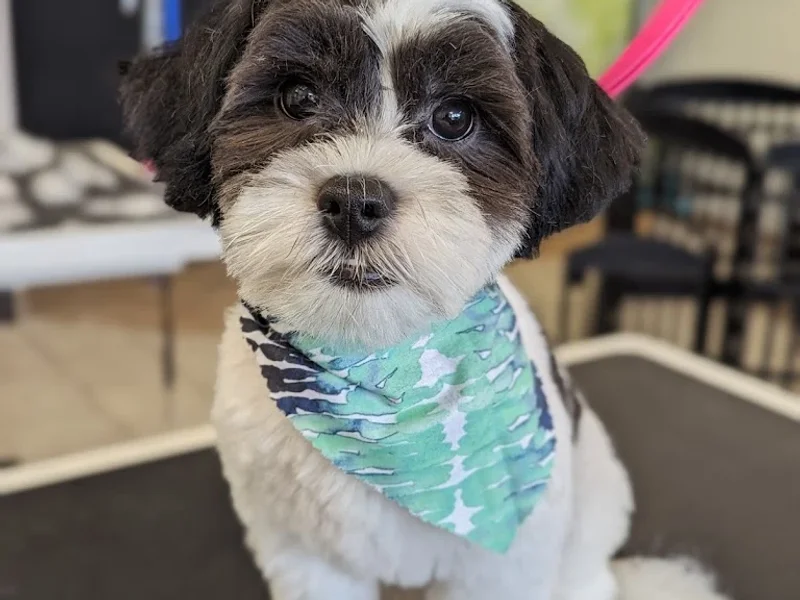 Kendra Grooms Puppers