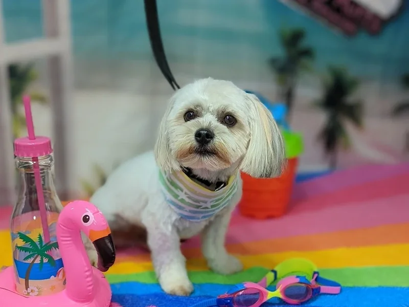 Melanie’s Mutts On The Mountain