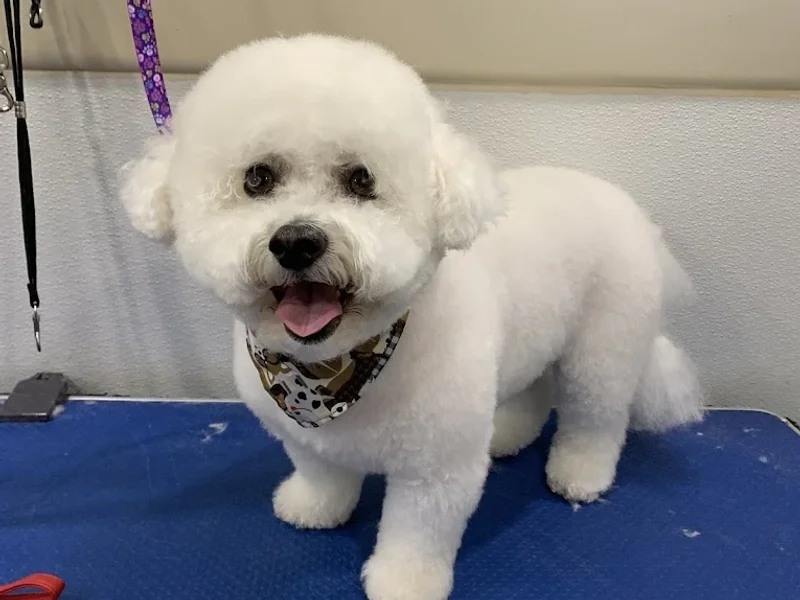 Raining Cats and Dogs Spa