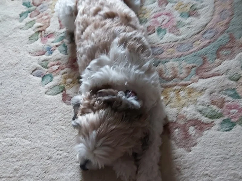 Julie's Pet Grooming