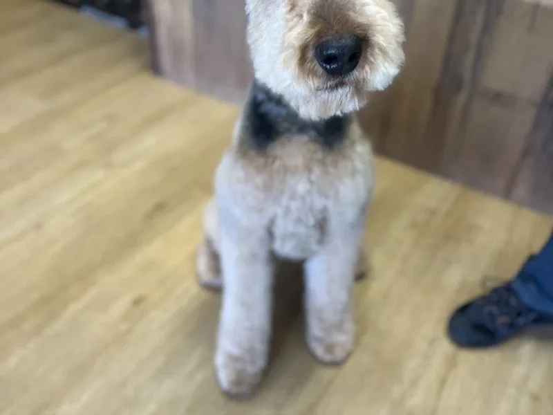 Black Dog Pet Salon Inc.