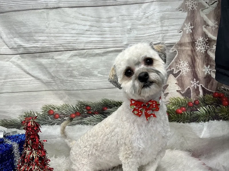 Dream Dogs Pet Grooming Inc