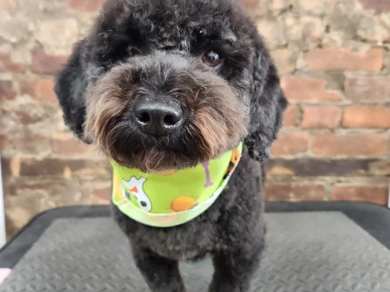 Marvelous Muttz by Britt