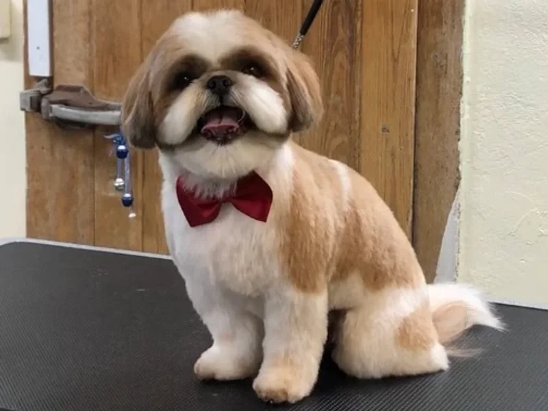 Pawsibilities Grooming