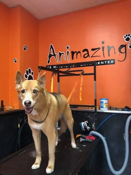 Animazing Pet Spa