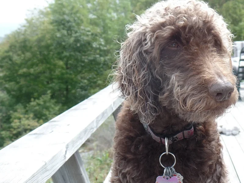 Everybody Loves Roxy - Dog Grooming