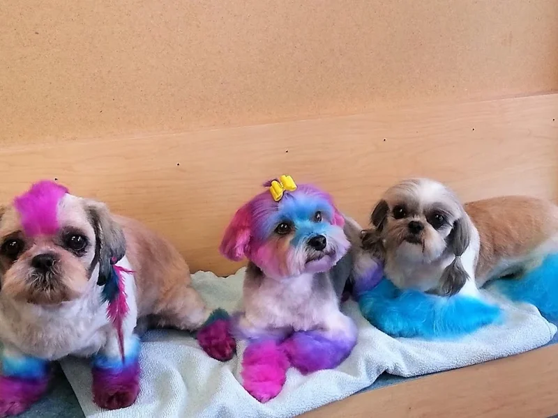 Spaw Day Pet Grooming