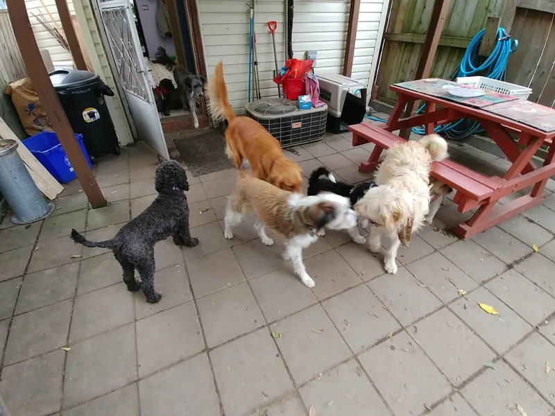 Mutts Daycare & Spaw