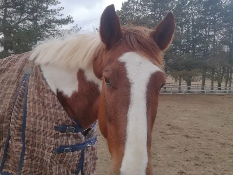 Lenka Equestrian Centre