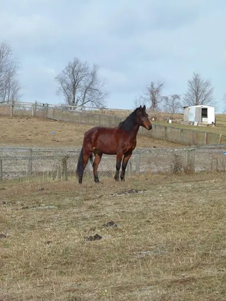 Fire Fly Stables