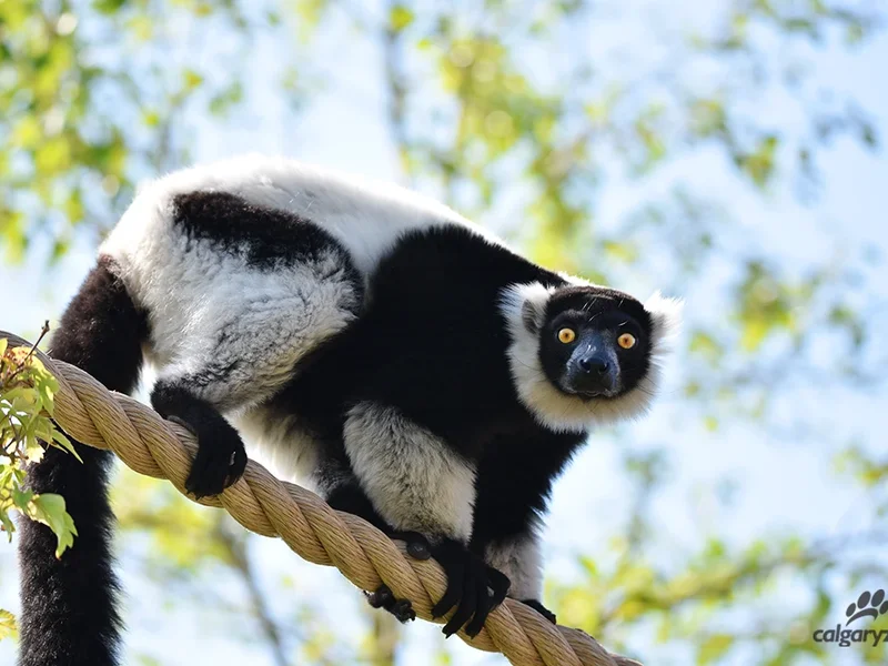 Wilder Institute/Calgary Zoo