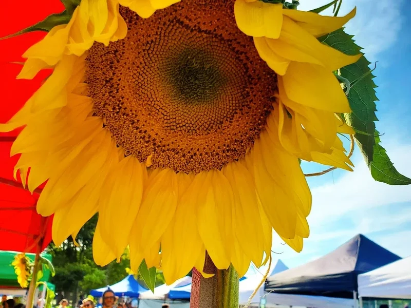 Sorauren Farmers’ Market