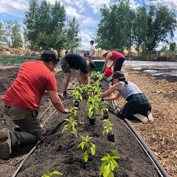 Highfield Regenerative Farm