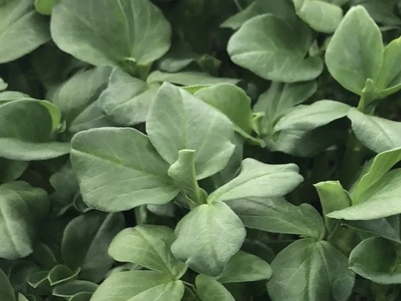 North Hill Microgreens