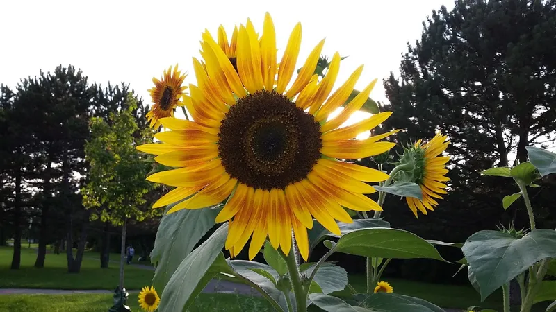 McQuesten Urban Farm