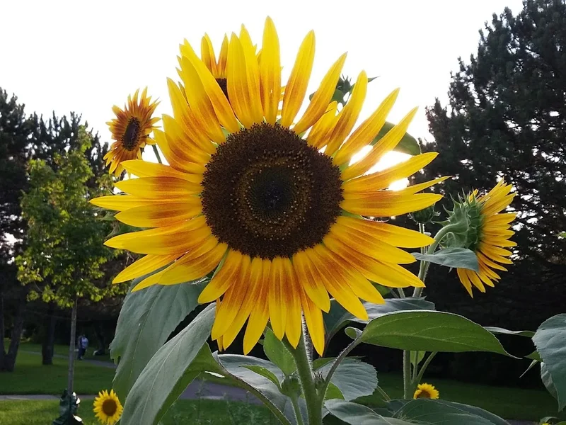 McQuesten Urban Farm