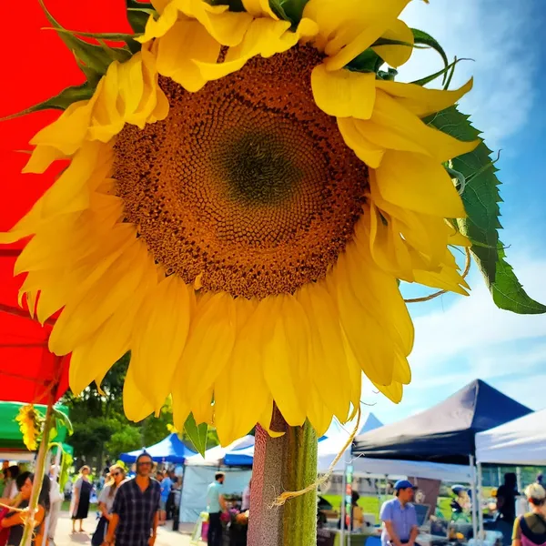 Sorauren Farmers’ Market