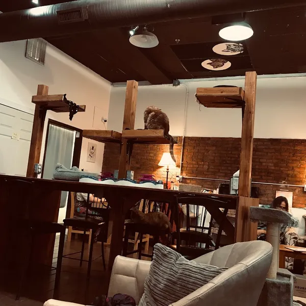 The Purrfect Cup Cat Cafe