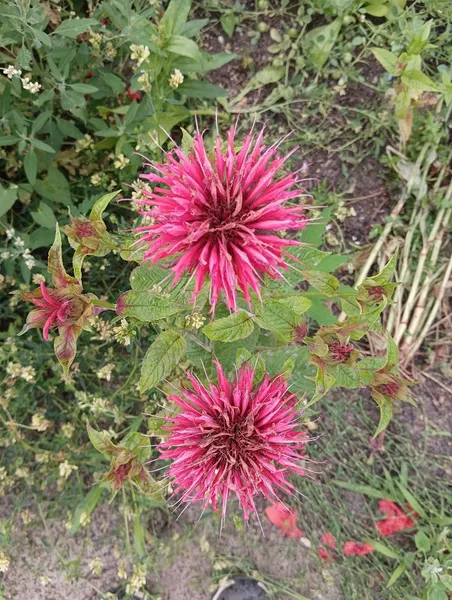 Urbaner Waldgarten Britz