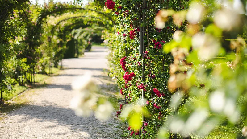 Rosengarten im Britzer Garten