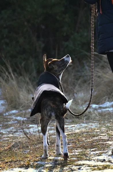 Dr. med vet. Stephanie Adams - Tierverhaltenstherapie - Hundetraining - Beratung