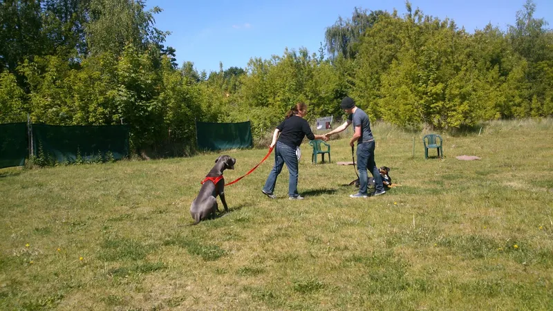 Hundeschule Mosig