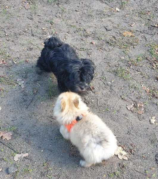 TAPS-Hundeschule Berlin