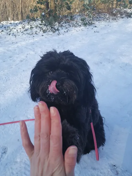 Paws Berlin Hundetraining