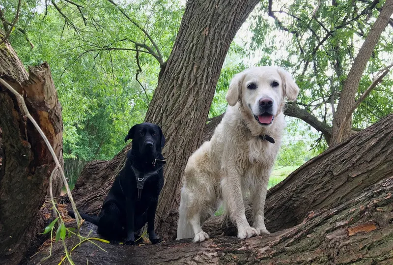 Zen-Hunde. Erziehung, Training und Ausführservice für Prenzlauer Berg