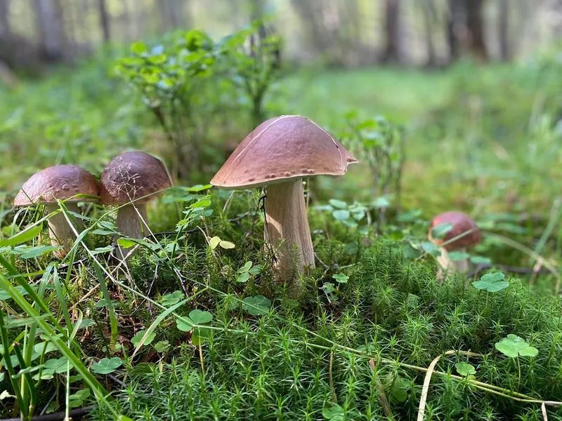 Naturheilpraxis und Heilküche, Fastenwandern Bettina Köppen