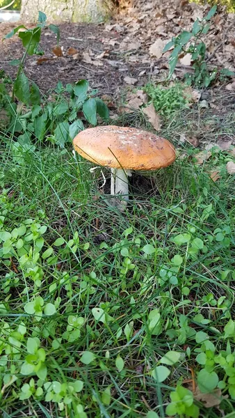 Rosengarten im Volkspark