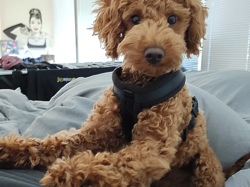 Die Tierärzte am Grandweg 68 GmbH Tierärzte