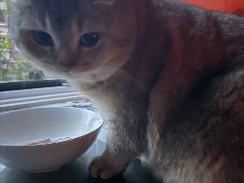 Kleintierpraxis Rebecca Badekow