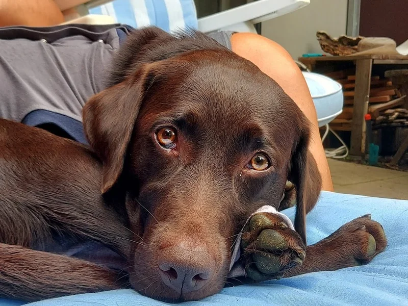 Dr.med.vet. Sabina von Ahnen Tierärztin