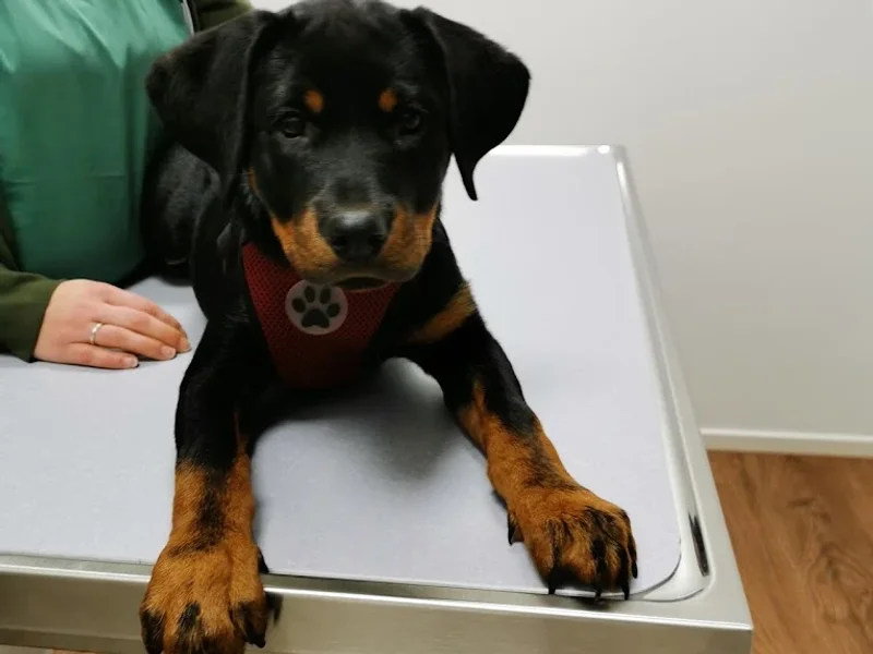 Tierarztpraxis Hamburg Berne - Tierärztin Linda Brüggemann