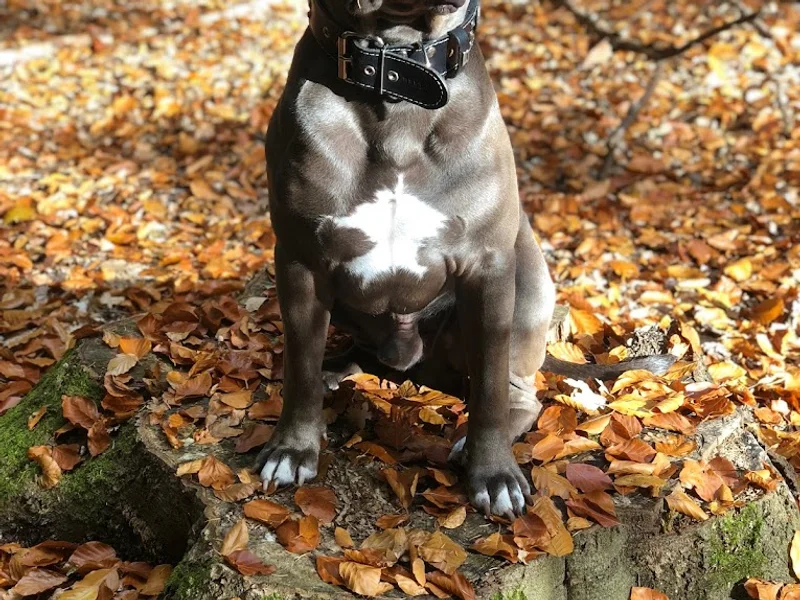 Tierarztpraxis Dr. Eva Tutlies