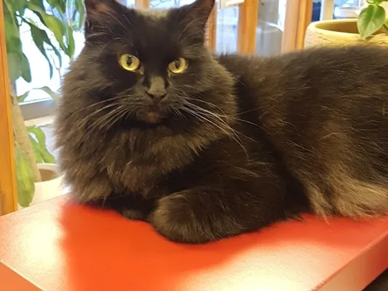 Cats Only -Tierarztpraxis für Katzen