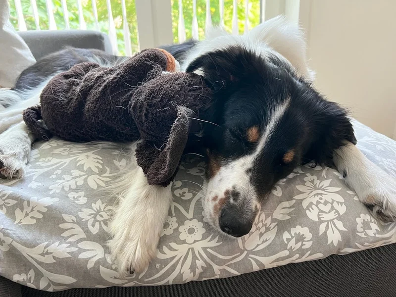 Kleintierpraxis Niendorf