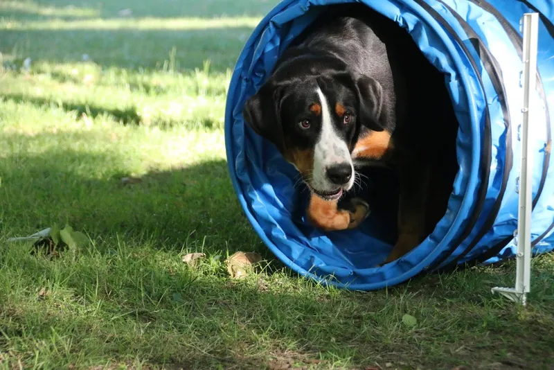 hundeglücklich