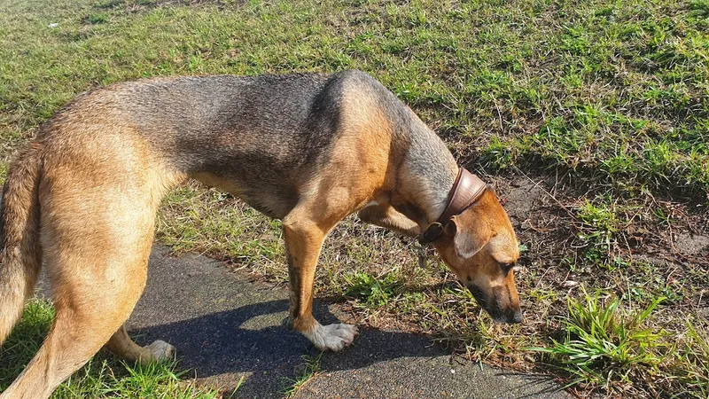 Hundetrainerin und HuTa, Biggi Sommer