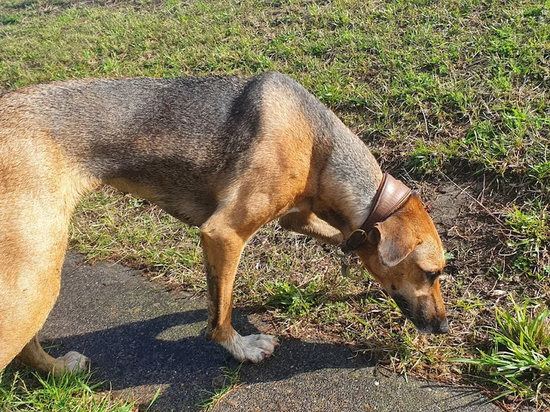 Hundetrainerin und HuTa, Biggi Sommer