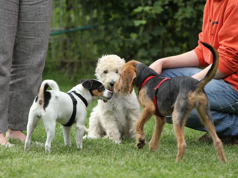 Struppi & Co Hundeschule und Verhaltenstherapie