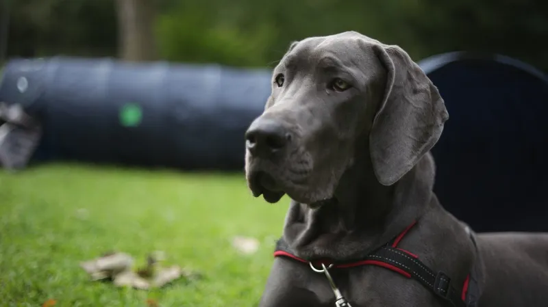 Hundeschule - Michaela Runge, Hamburg