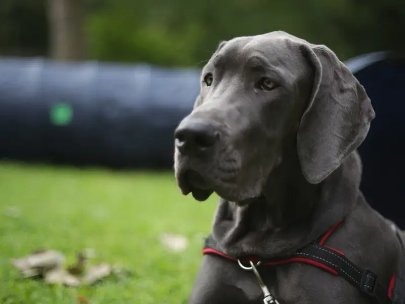 Hundeschule - Michaela Runge, Hamburg